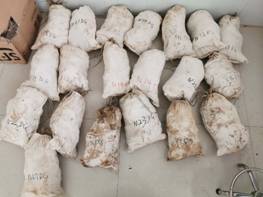 土壤樣品采集開始啦 安國(guó)中藥材（中國(guó)藥典品種）質(zhì)量可追溯項(xiàng)目（ 2020 ）